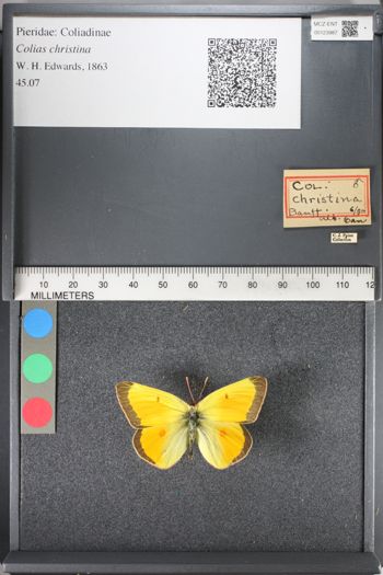 Media type: image;   Entomology 123987